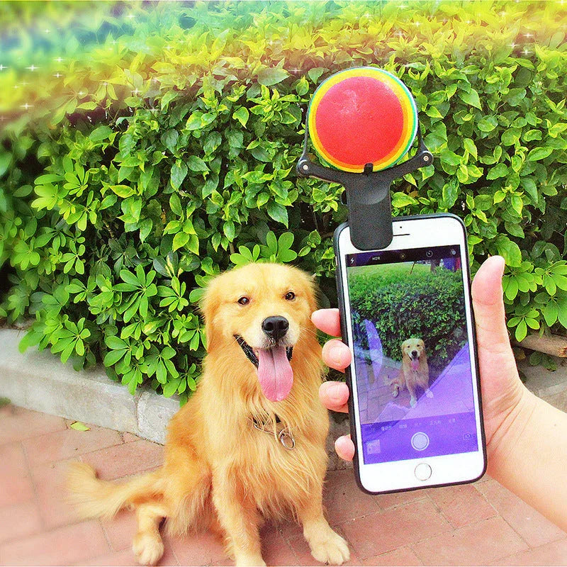 Golden retriever posing for a photo with ball phone attachment pet photography accessory outdoors