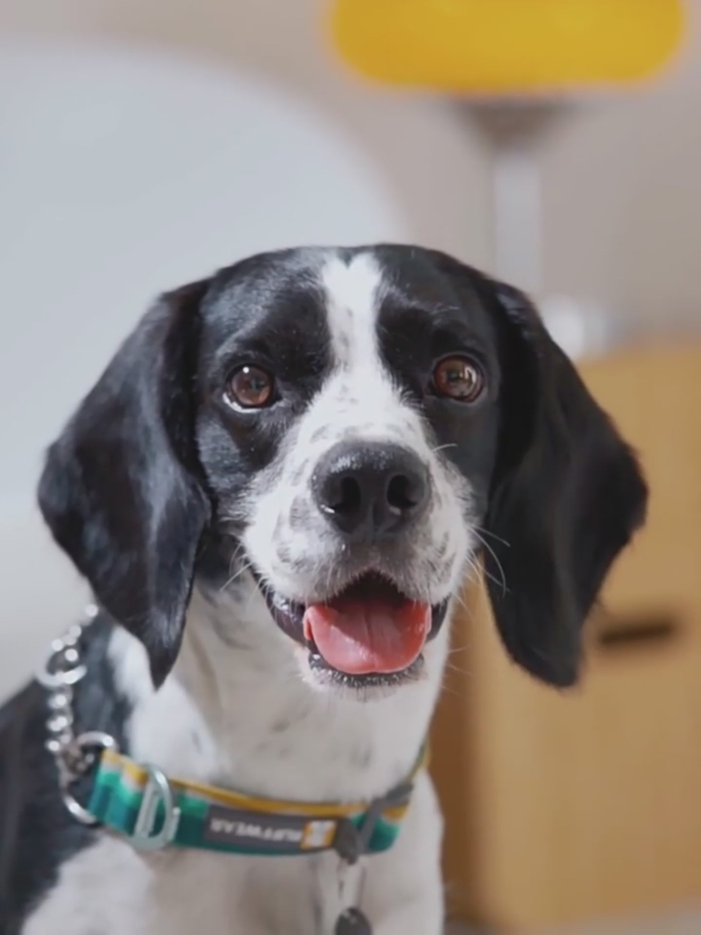 Dog Talking Button Toy 4 Colors | Pet Communication Button